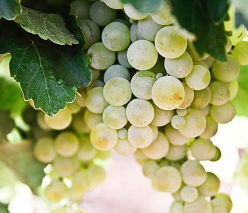 riverland-wineries